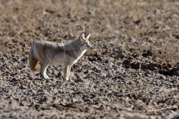 Coyote in Saskatchewan field