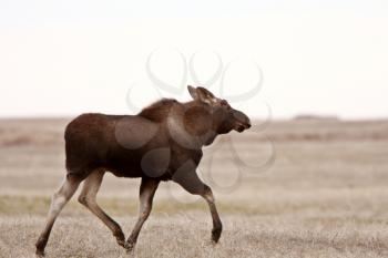 Moose on Saskatchewan field