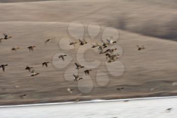 Mallard drakes in flight over Buffalo Pound Lake