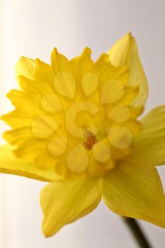 Yellow daffodil in spring