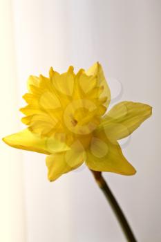 Yellow daffodil in spring