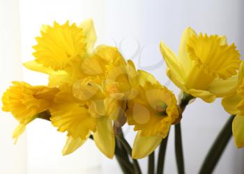 Yellow daffodils in spring