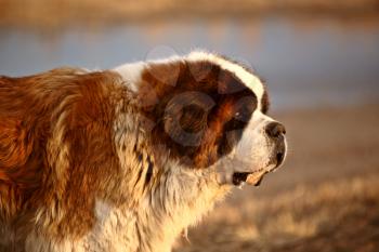 Big Saint Bernard dog near Saskatchewan pond