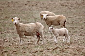 A lamb with three ewes in Saskatchewan pasture