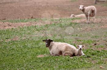 Lamb resting beside ewe in a pasture