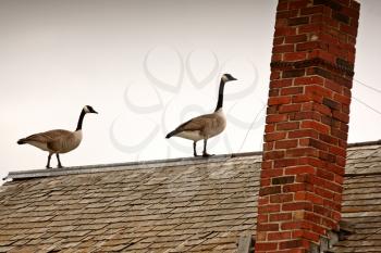 Two Canada Geese on roof of abandoned farm house