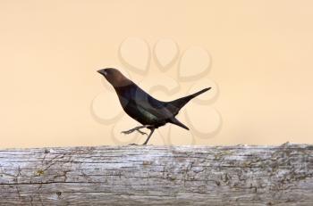 Brown headed Cowbird strutting along post