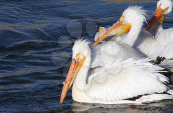 White Pelicans in QuAppelle River