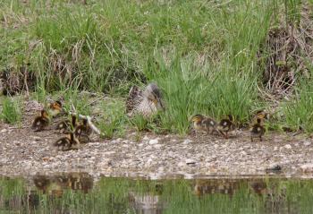 Mallard hen with duckling beside pond