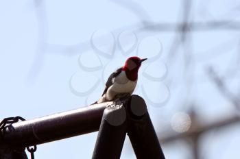 Woodpecker Stock Photo