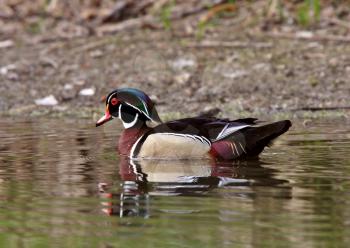 Wood Duck drake swimming in pond