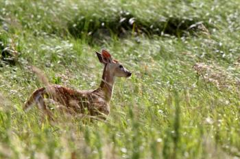 White tailed Deer fawn in tall grass