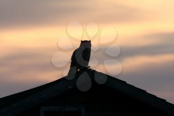 Great Horned Owl fledgling on roof