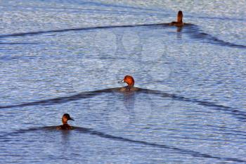 Three Redhead Ducks swimming in roadside pond