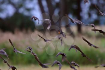 Flock flying in formation