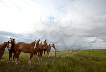 Dray horses in a Saskatchewan pasture