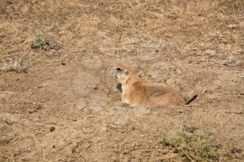 Prairie dog on the lookout in scenic Saskatchewan