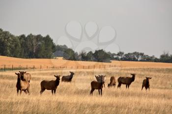 Herd of farm elk in scenic Saskatchewan