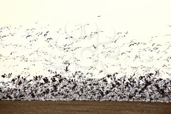 Flock Stock Photo