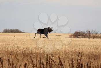 Moose Stock Photo