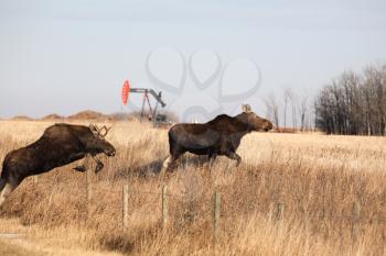 Moose Stock Photo