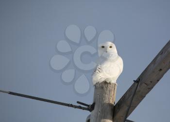 Birds Stock Photo