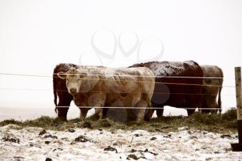 Snow-clad Stock Photo