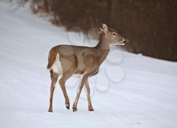 Deer-ears Stock Photo