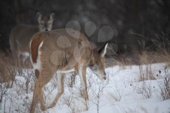 Deer Stock Photo
