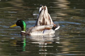 Two Mallard drakes in pond