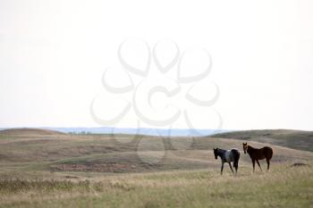 Ranch Stock Photo