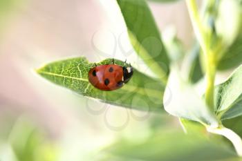 Insects Stock Photo