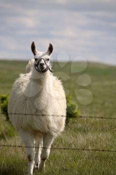 Llama (Lama glama) is a large camelid native to South America. Differentiating characteristics between llamas and alpacas are that llamas are larger and have ovular heads instead of round ones.  Llama
