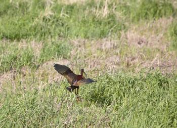 White-faced Ibis (Plegadis chihi) is a wading bird in the ibis family Threskiornithidae. It is 51-66 cm or 20-26 inches in length and has a wingspan of 91-97 cm or 36-38 inches. It average weight is 7