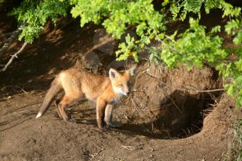 Red Fox (Vulpes vulpes) is most commonly a rusty red, with white underbelly, black ear tips and legs, and a bushy tail with a distinctive white tip. The red tone can vary from crimson to golden with