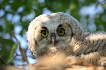 Great Horned Owl (Bubo virginianus) is a very large owl of the bird family Strigidae. They are 56 cm or 22 inches in length and have a wingspan of 91-152 cm or 35-59 inches. Adults have large ear tuft