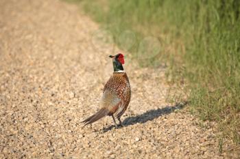 Ring-necked Pheasant (Phasianus colchicus torquatus) is an Upland Game Bird in the pheasant family Phasianidae. The adult pheasant is 53-90 cm or 21-36 in. in length with a long tail, often accounting