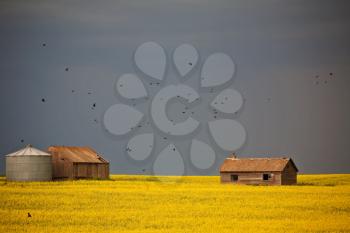 Canola Stock Photo