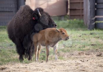 Buffalo bison with young in a corral