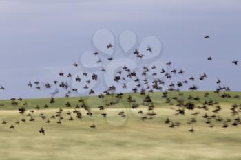 Flock of Black Birds in Flight in Saskatchewan Canada