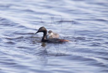 Eared Grebe with Babies Saskatchewan Marsh Canada