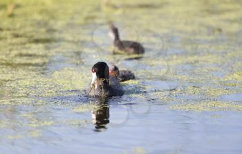 American Coot Waterhen and Babies in Marsh Canada