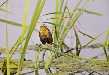 Yellow Headed BlackBird in Saskatchewan Swamp marsh