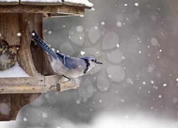 Blue Jay at Bird Feeder Winter Snow Storm Canada