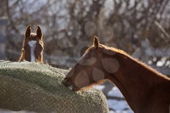 Horse in Winter in Alberta Canada Brown