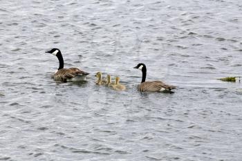 Canada Geese and Babies in a pond Saskatchewan