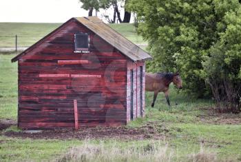 Horse in Sasklatchewan summer red building Canada