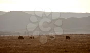 Cows Grazing Saskatchewan Big Muddy Badlands