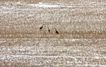 Sand Hill Cranes in Winter Saskatchewan Canada