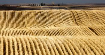 Stubble Rows Saskatchewan farming harvest contour